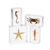 Acrylic Specimens Sealife - Set of 4