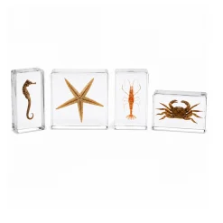Acrylic Specimens Sealife - Set of 4