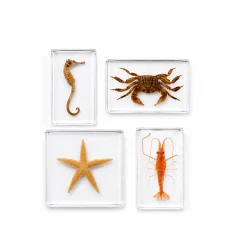 Acrylic Specimens Sealife - Set of 4
