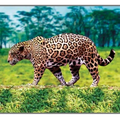 Animal Projector