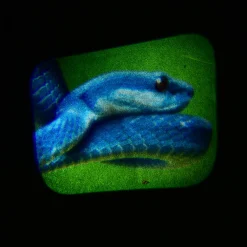 Animal Projector