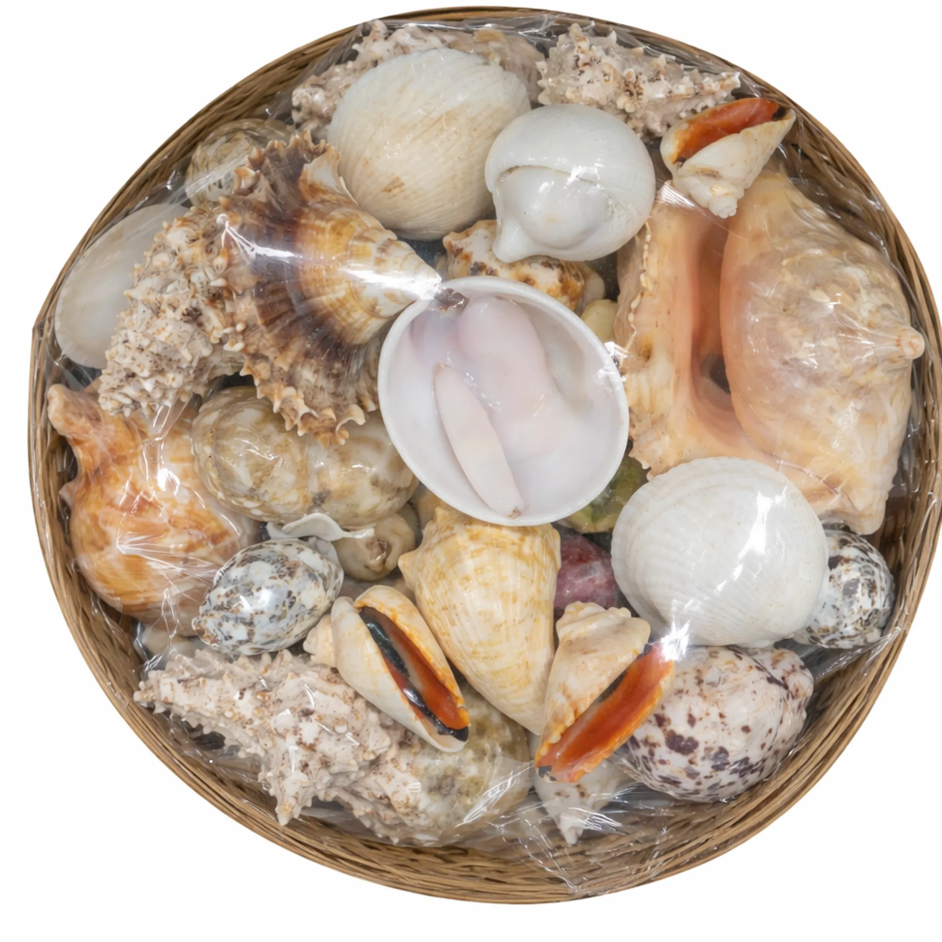 8" Basket of Shells