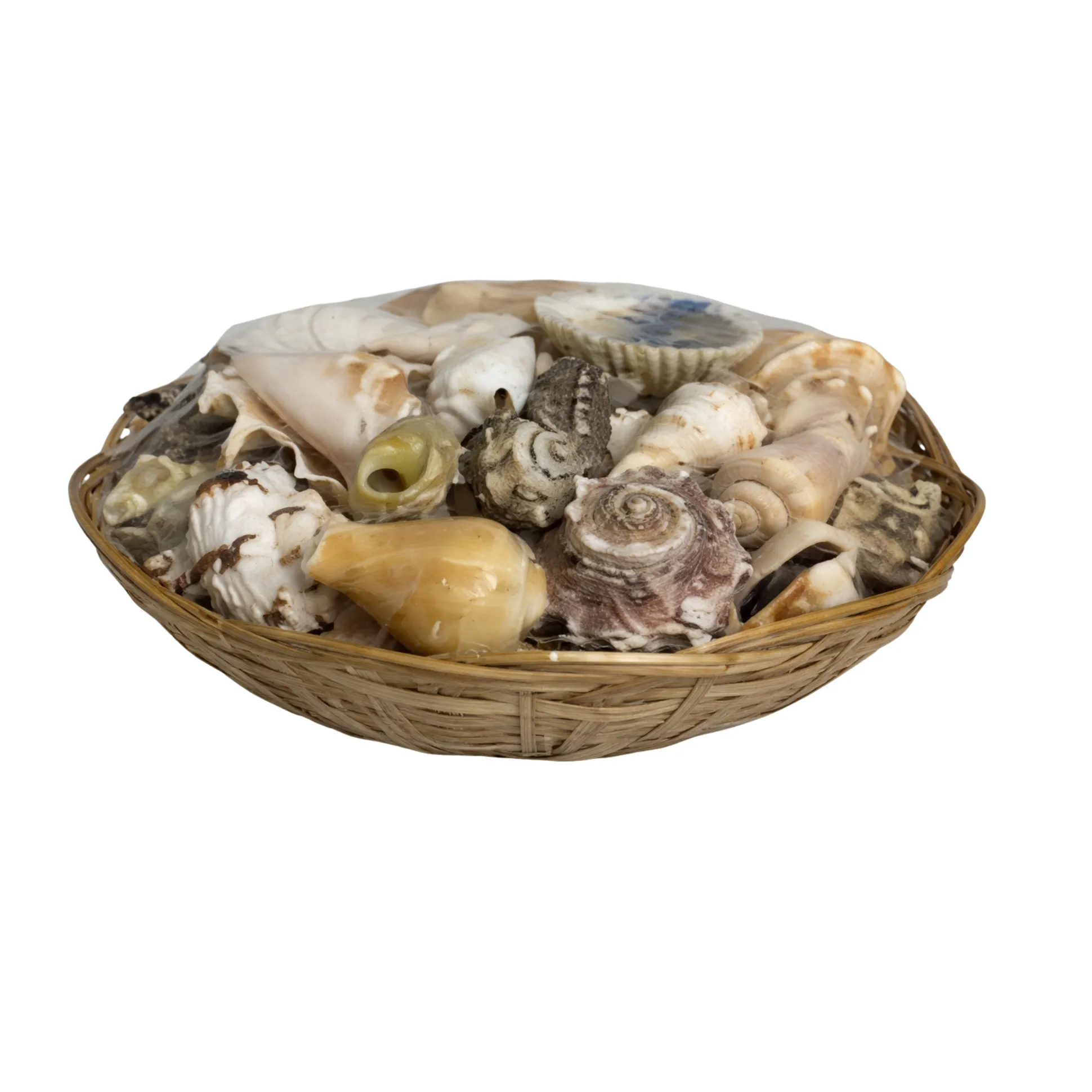 8" Basket of Shells