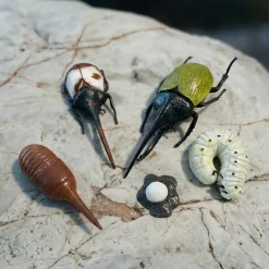 Beetle Life Cycle Figurines