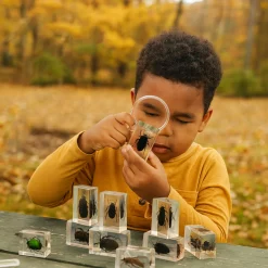 Bugs World Collection | 12 Encased Real Insects with Magnifying Glass