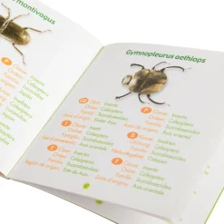 Bugs World Collection | 12 Encased Real Insects with Magnifying Glass