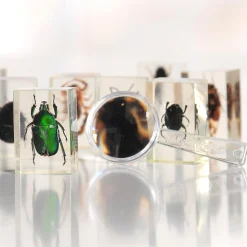 Bugs World Collection | 12 Encased Real Insects with Magnifying Glass