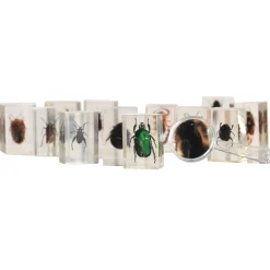 Bugs World Collection | 12 Encased Real Insects with Magnifying Glass