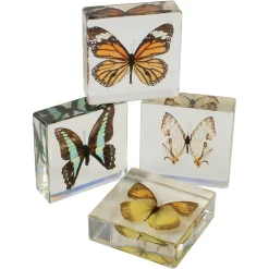 Educational Encased Butterfly Set | 4-Piece Collection with Identification Cards