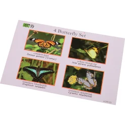 Educational Encased Butterfly Set | 4-Piece Collection with Identification Cards