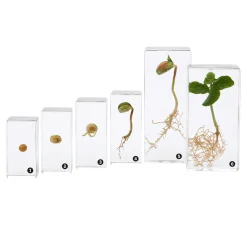 Encased Bean Germination Stages Set | Poly-Resin Models for Teaching Plant Growth