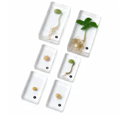 Encased Bean Germination Stages Set | Poly-Resin Models for Teaching Plant Growth