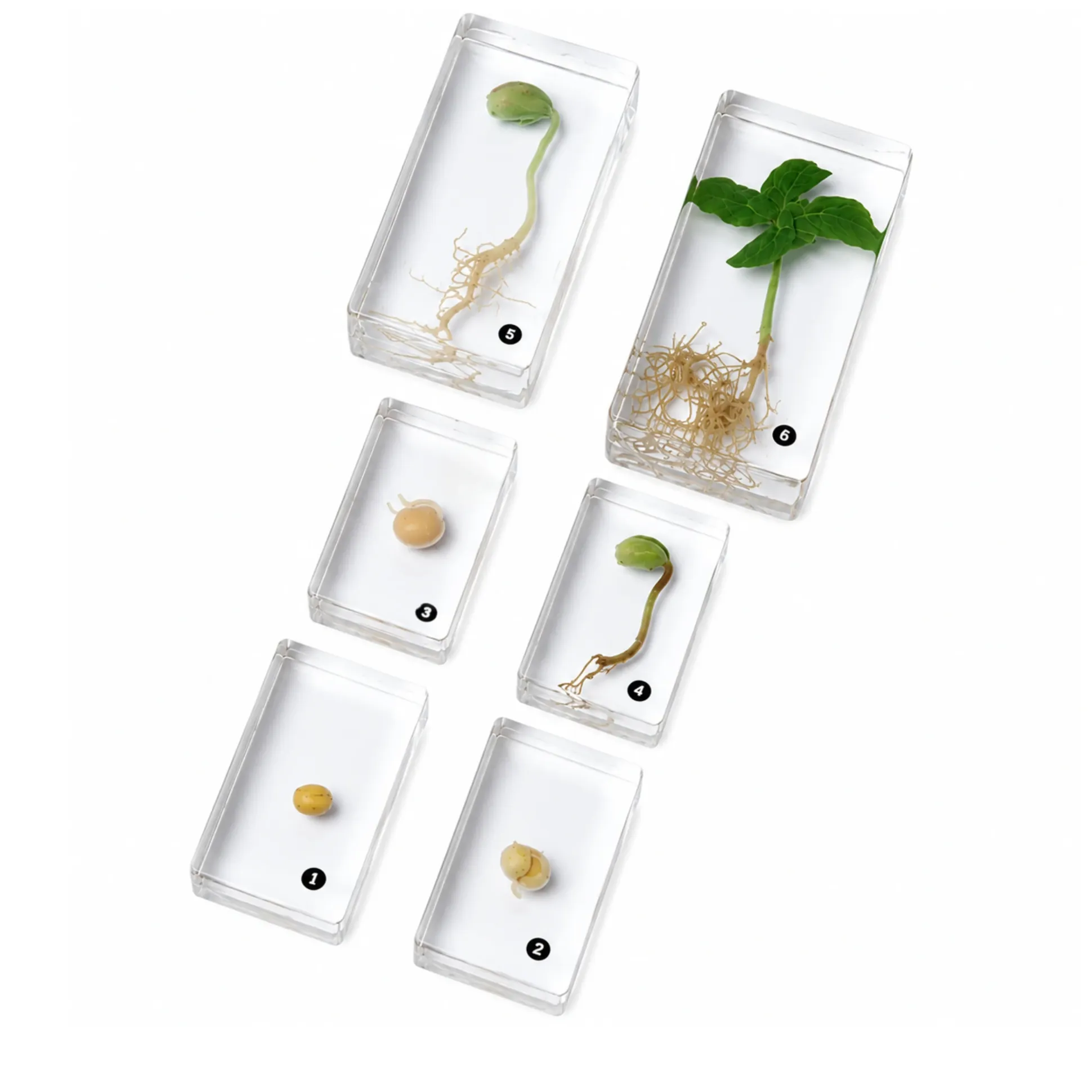 Encased Bean Germination Stages Set | Poly-Resin Models for Teaching Plant Growth