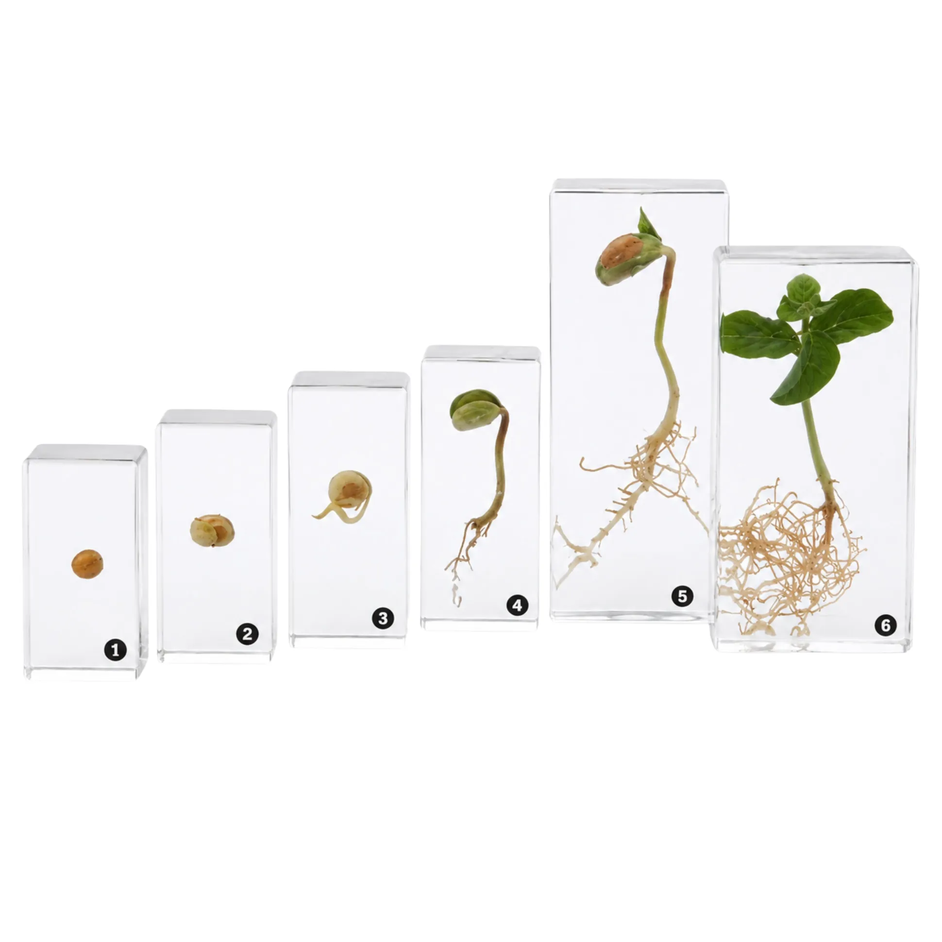 Encased Bean Germination Stages Set | Poly-Resin Models for Teaching Plant Growth
