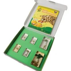 Encased Bean Germination Stages Set | Poly-Resin Models for Teaching Plant Growth