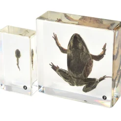 Frog Life Cycle Exploration Set | 7-Piece Poly-Resin Stages with Guide