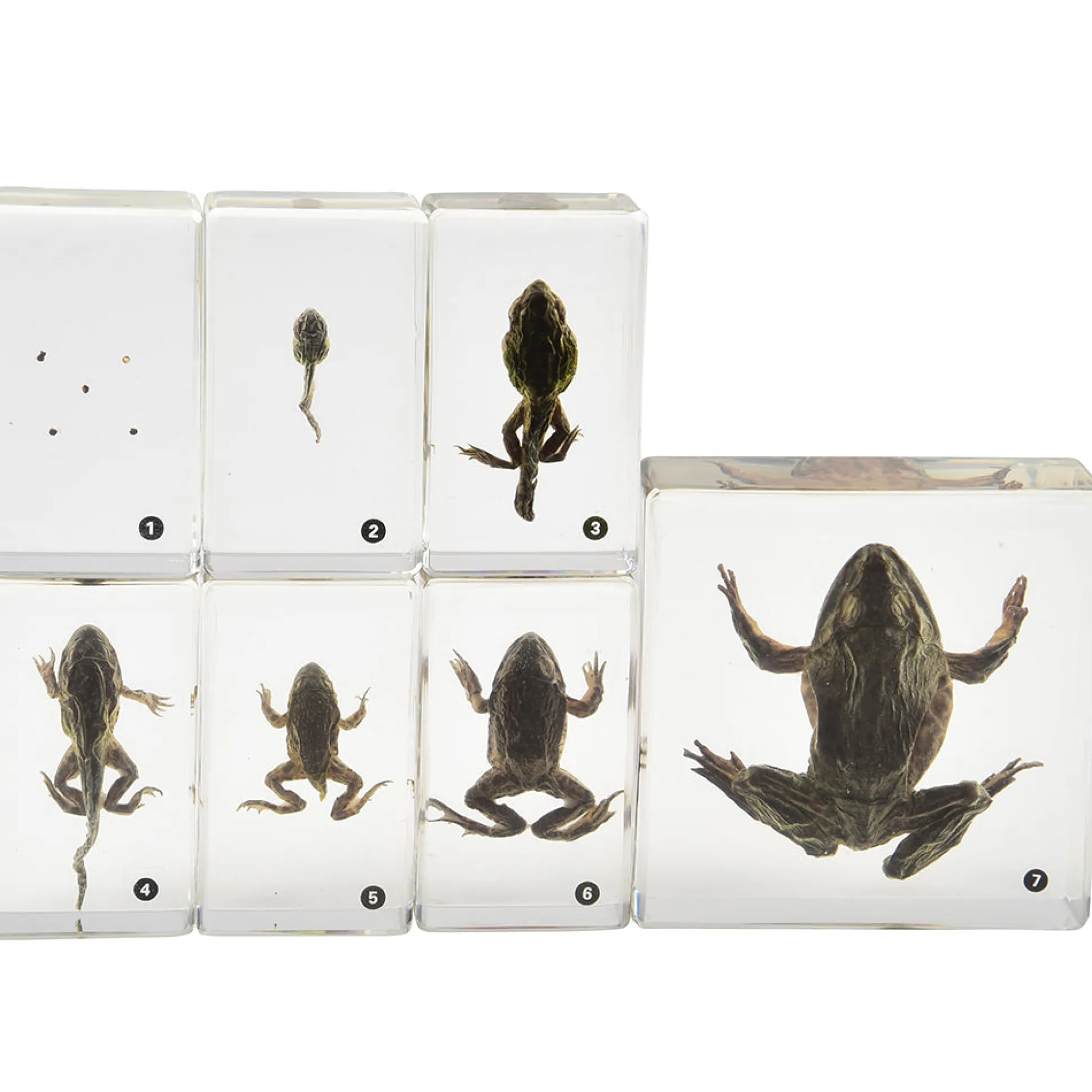 Frog Life Cycle Exploration Set | 7-Piece Poly-Resin Stages with Guide