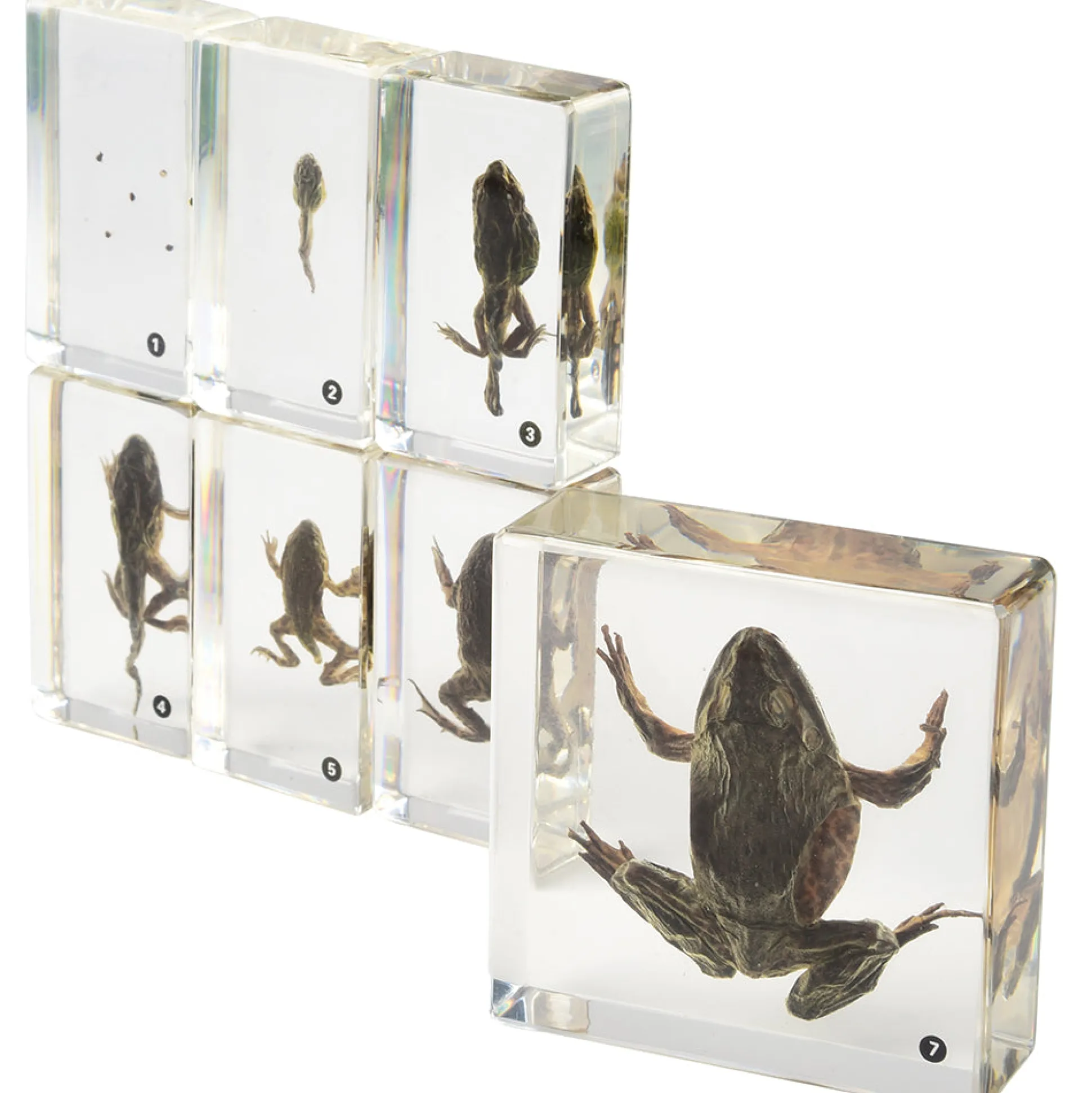 Frog Life Cycle Exploration Set | 7-Piece Poly-Resin Stages with Guide