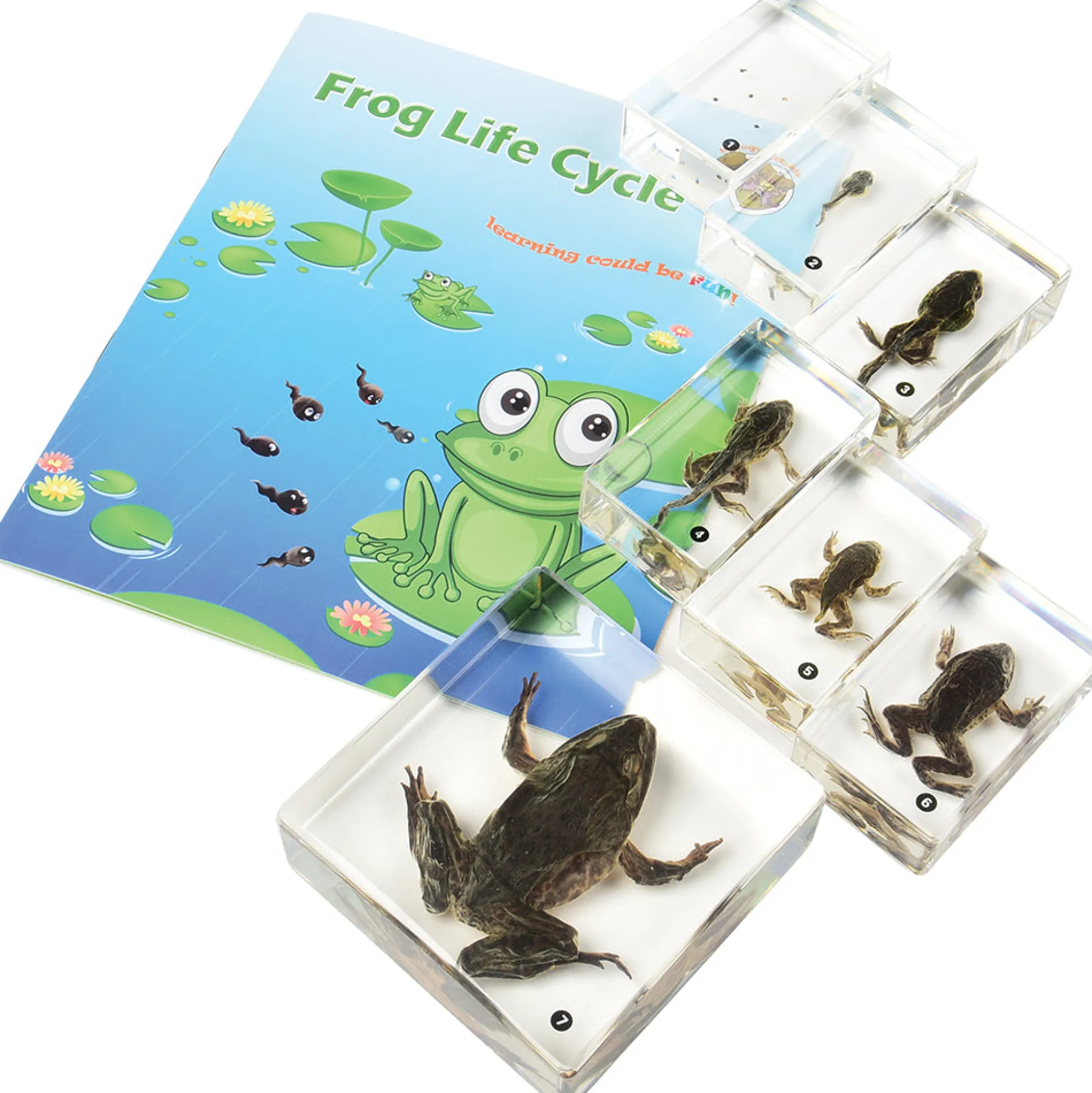 Frog Life Cycle Exploration Set | 7-Piece Poly-Resin Stages with Guide