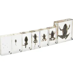 Frog Life Cycle Exploration Set | 7-Piece Poly-Resin Stages with Guide