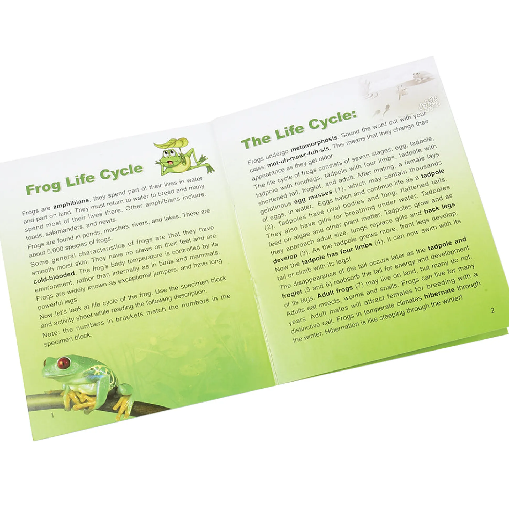 Frog Life Cycle Exploration Set | 7-Piece Poly-Resin Stages with Guide