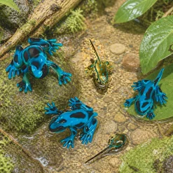 Frog Life Cycle Figurines – 5 Piece Set