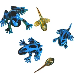 Frog Life Cycle Figurines – 5 Piece Set