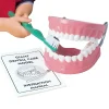 Giant Dental Care Teaching Model with Real-Bristled Toothbrush