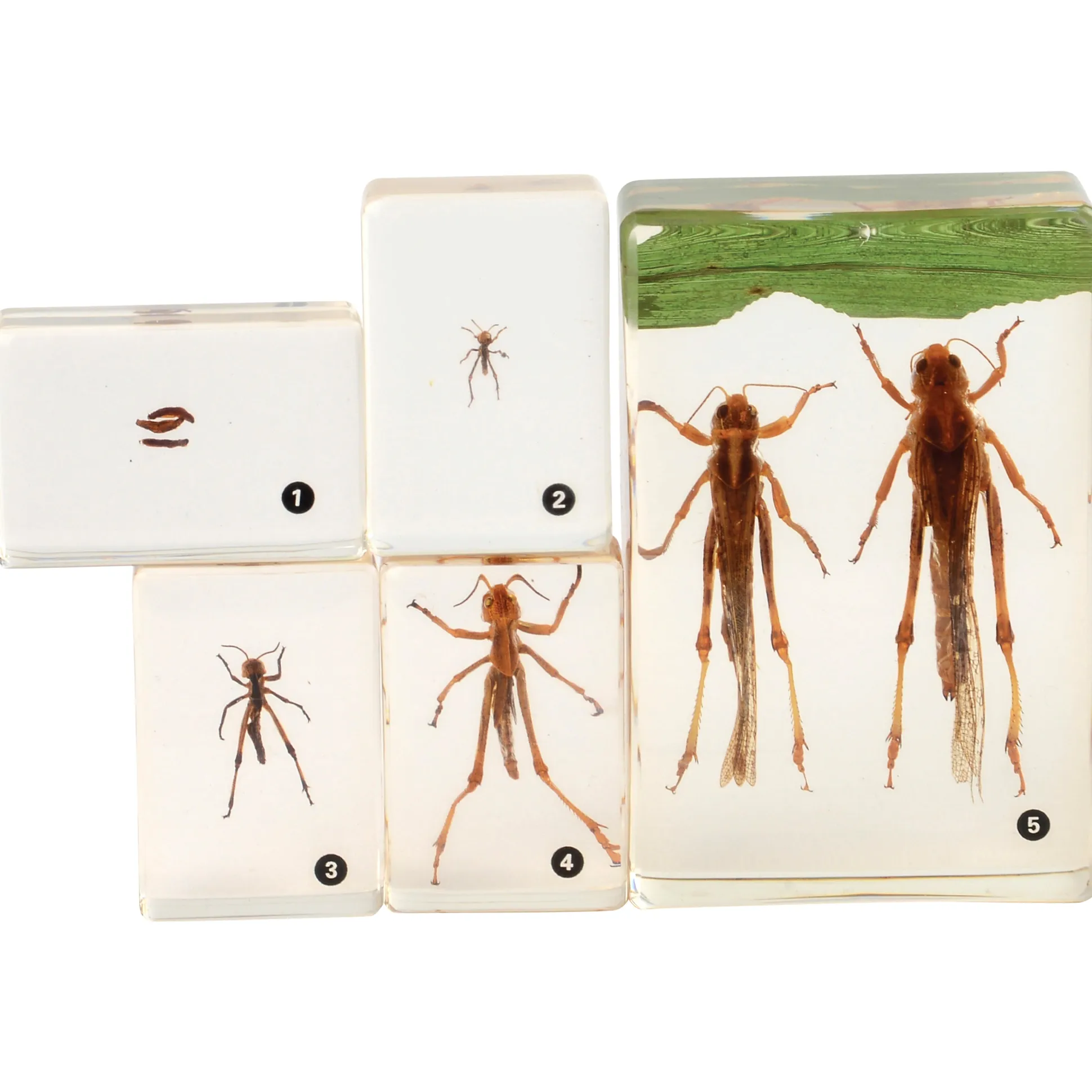 Grasshopper Life Cycle Discovery Set | 5-Piece Educational Model with Guide