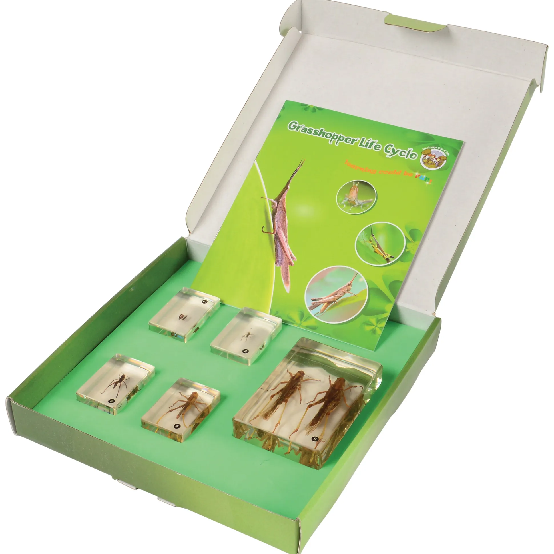 Grasshopper Life Cycle Discovery Set | 5-Piece Educational Model with Guide