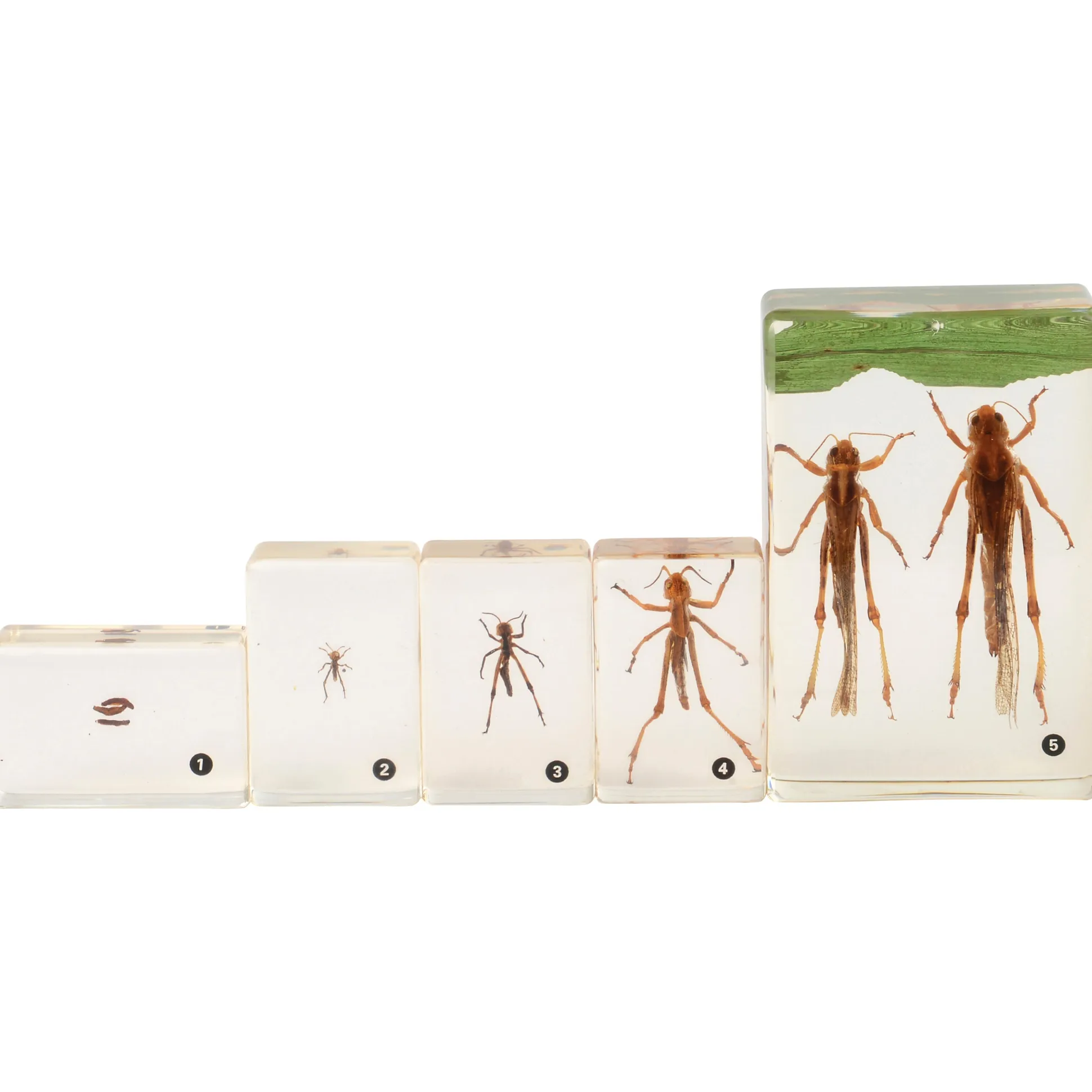 Grasshopper Life Cycle Discovery Set | 5-Piece Educational Model with Guide