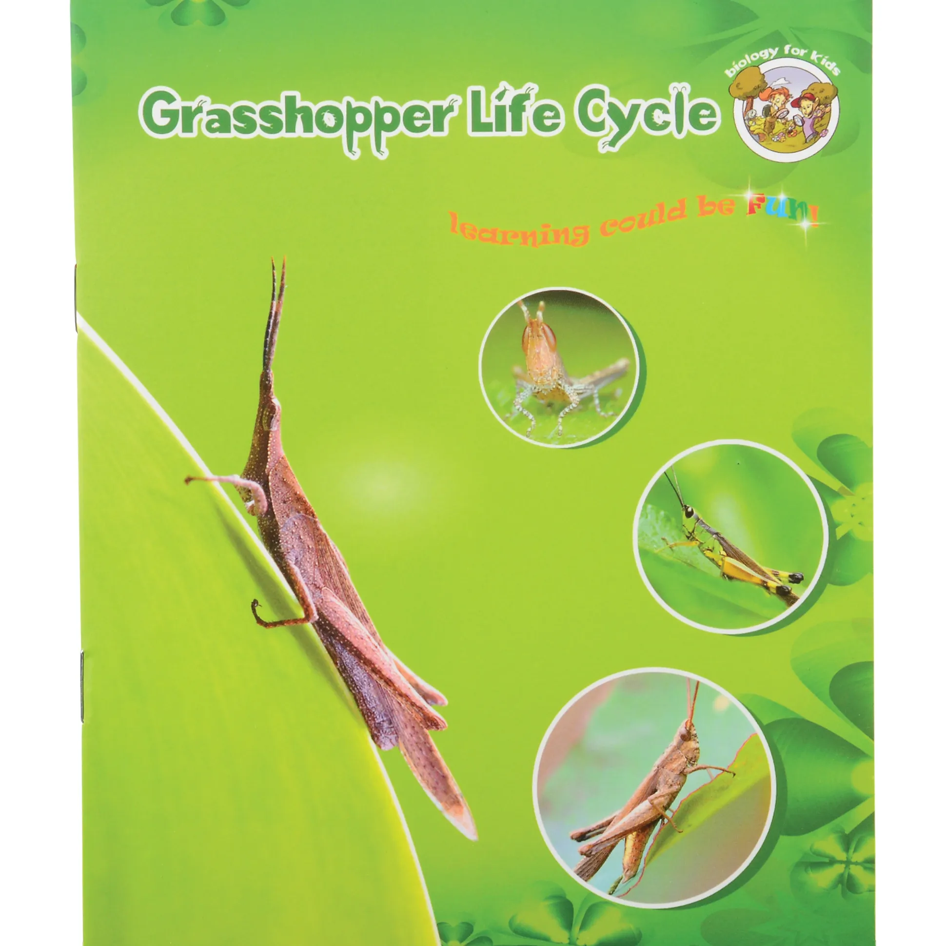 Grasshopper Life Cycle Discovery Set | 5-Piece Educational Model with Guide