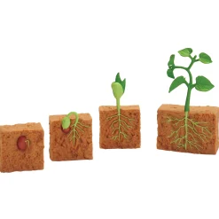 Green Bean Plant Life Cycle