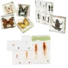 Life Cycle Acrylic Specimen Exploration Sets Bundle | Frog, Butterfly & Grasshopper Models