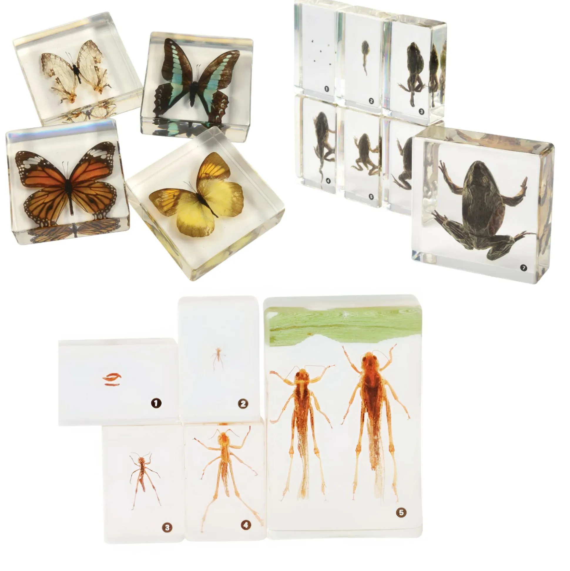 Life Cycle Acrylic Specimen Exploration Sets Bundle | Frog, Butterfly & Grasshopper Models