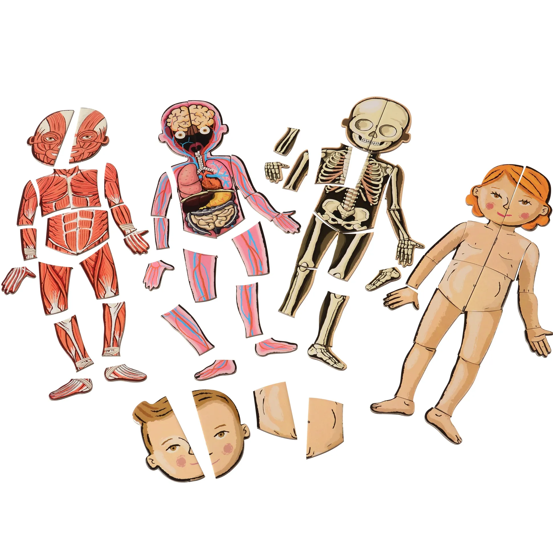Magnetic Body Puzzle - Learn about the Body