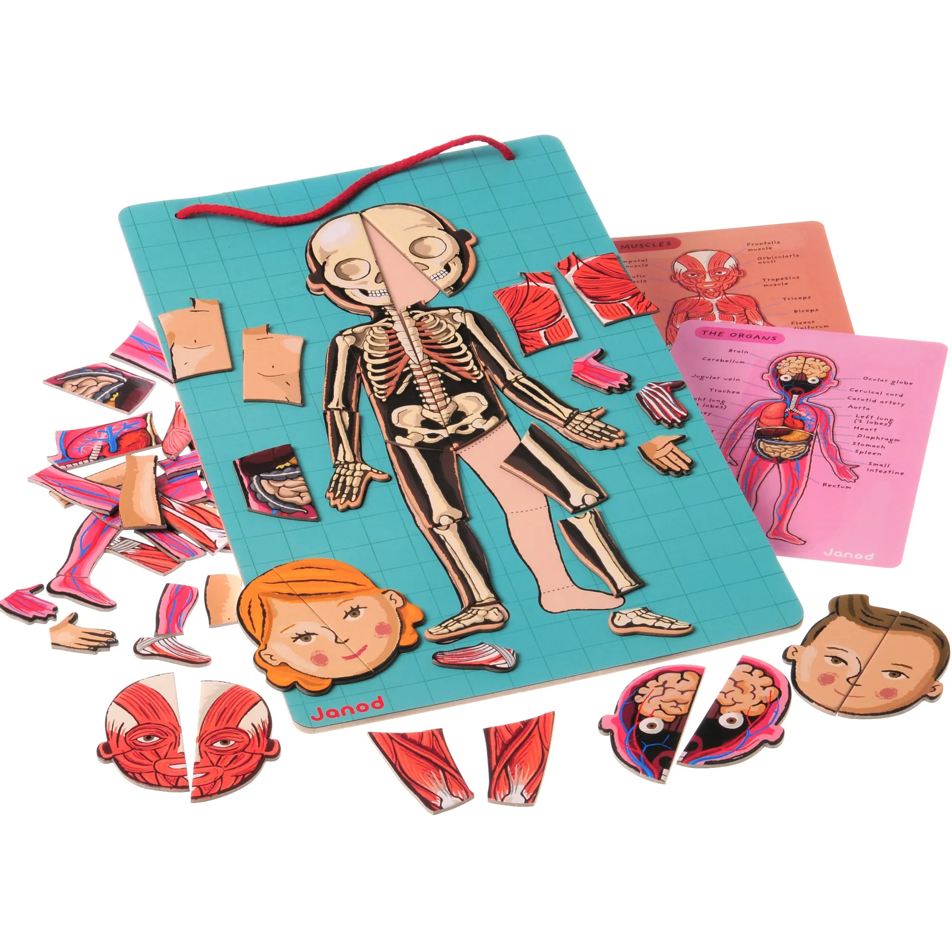 Magnetic Body Puzzle - Learn about the Body