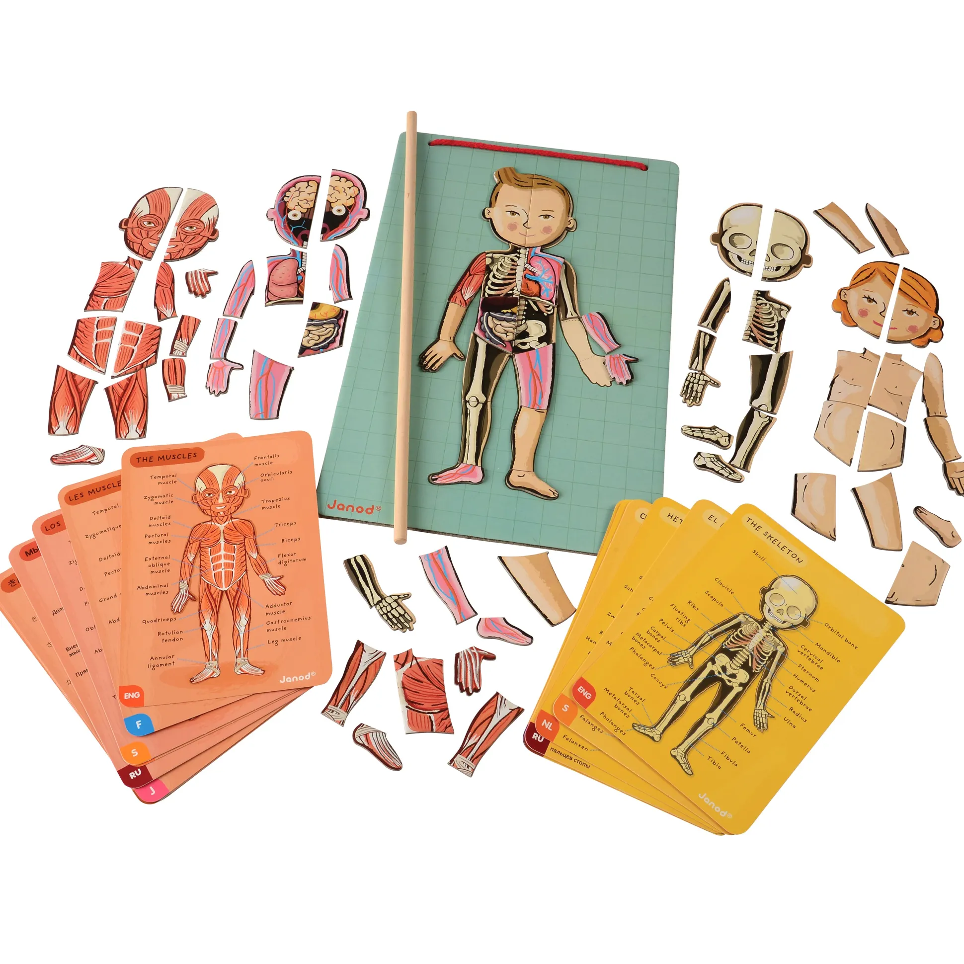 Magnetic Body Puzzle - Learn about the Body