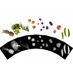 Plant X-Rays STEM Learning Card Set | Botanical Science Matching Activity with 42 Plant X-Ray Images & 42 Picture Cards