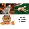 Real-Life Learning Posters - Pets