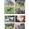 Real Life Mother & Baby Animal Puzzles - Both Sets