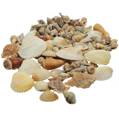 Real Seashells Exploration Set | 30-Piece Collection
