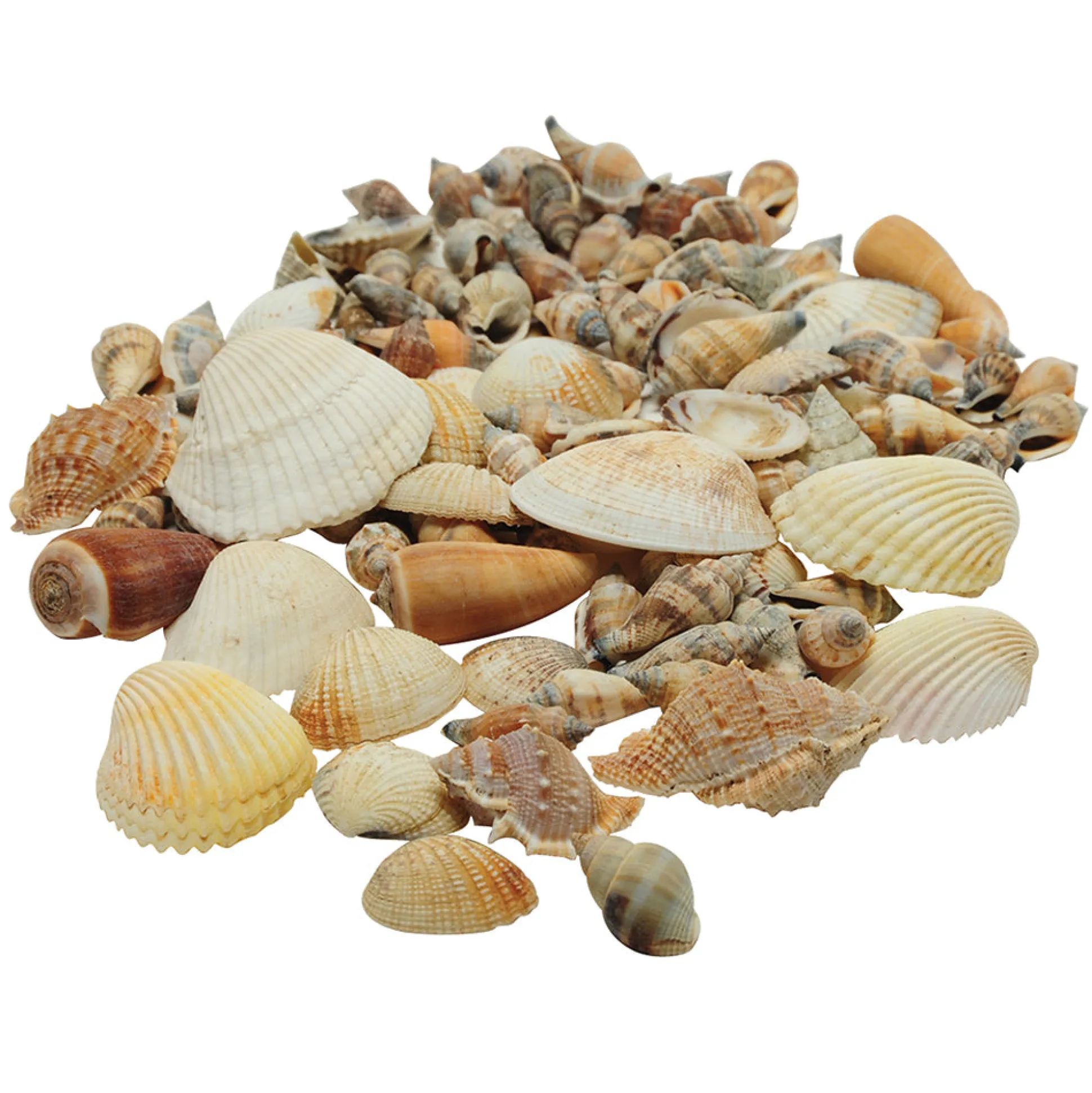 Real Seashells Exploration Set | 30-Piece Collection