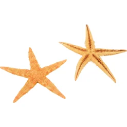 Real Starfish 30-Piece Set