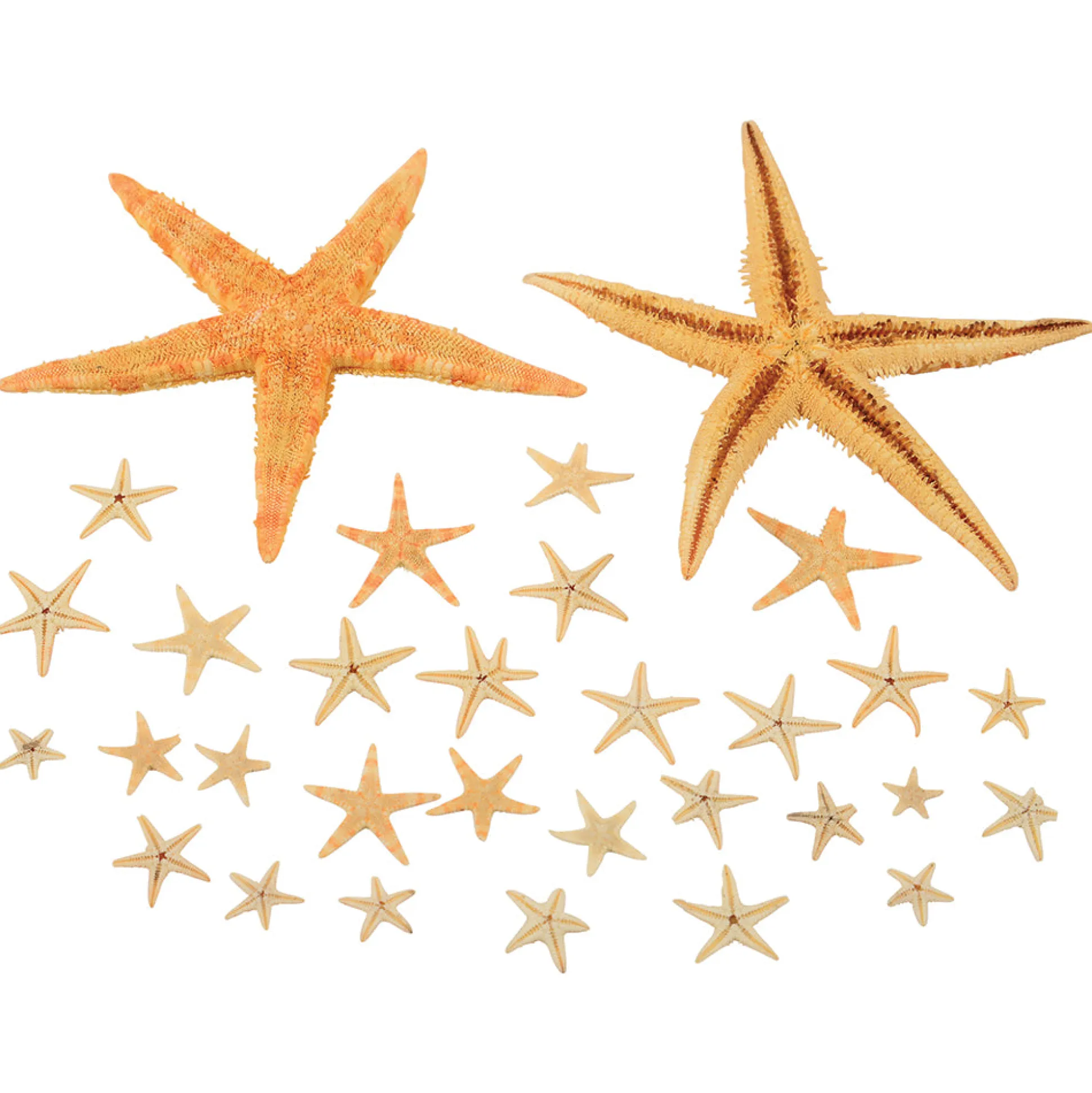 Real Starfish 30-Piece Set