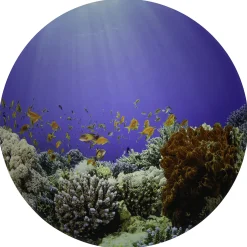 Under The Sea Sensory Play Mat for Light Tables