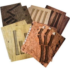 Yellow Door® Dinosaur Bones with Match & Measure Cards Exploration Set