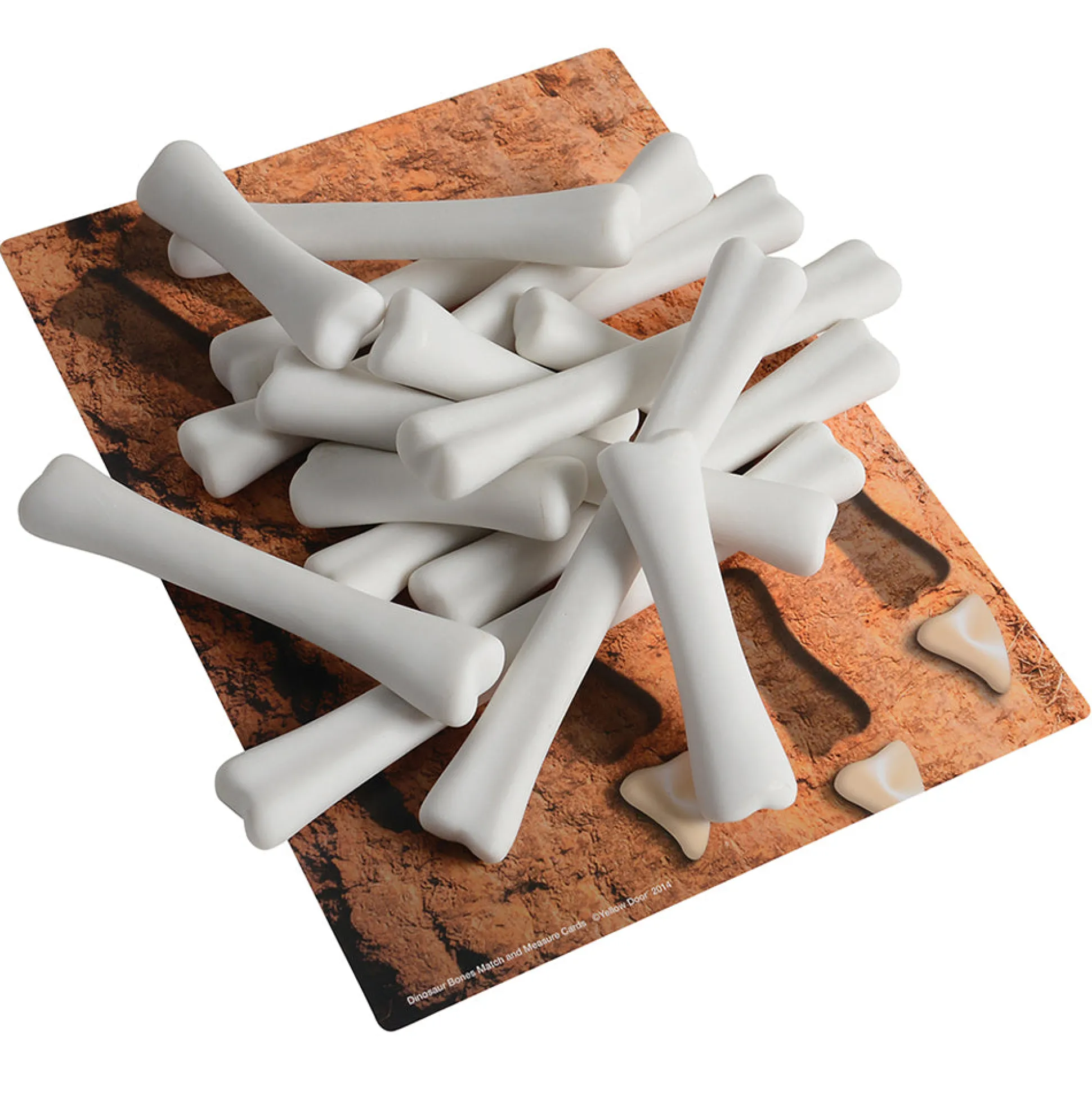 Yellow Door® Dinosaur Bones with Match & Measure Cards Exploration Set