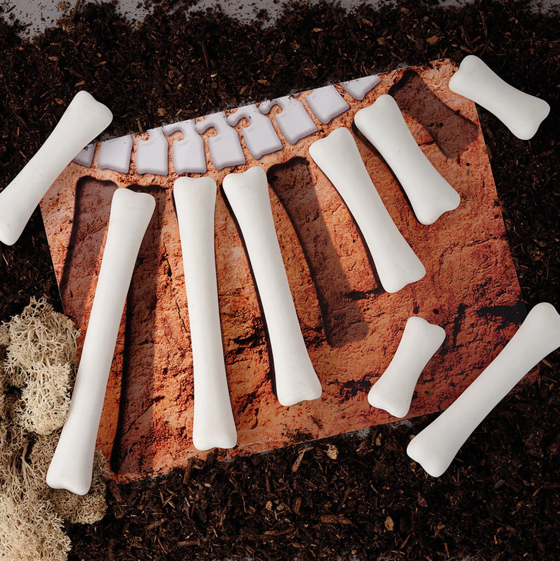 Yellow Door® Dinosaur Bones with Match & Measure Cards Exploration Set