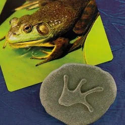 Yellow Door® Let's Investigate Woodland Footprints Double-Sided Animal Stones